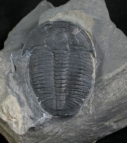 Large Elrathia Trilobite - Utah #6744